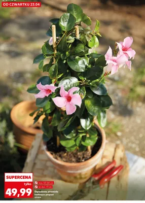 Dipladenia piramida kwitnące pnącze promocja w Kaufland