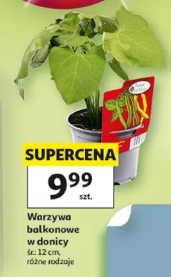 Warzywa balkonowe w donicy promocja w Auchan