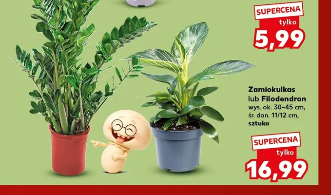 Roślina doniczkowa Zamiokulkas wys. ok. 30-45 cm śr. don. 11/12 promocja w Kaufland
