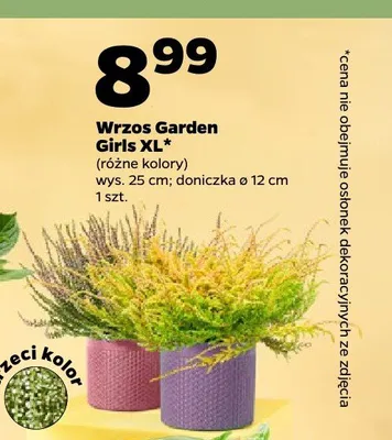 Wrzos Garden Girls XL promocja w Netto