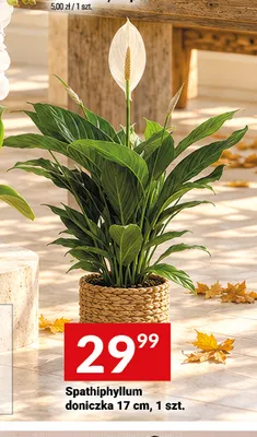 Spathiphyllum doniczka 17 cm promocja w Twój Market