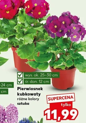 Pierwiosnek kubkowy różne kolory promocja w Kaufland