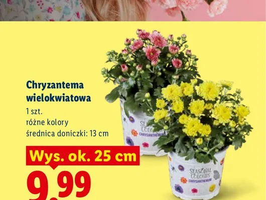 Chryzantema wielokwiatowa promocja w Lidl