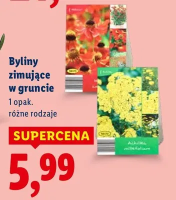 Byliny zimujące w gruncie różne rodzaje promocja w Lidl