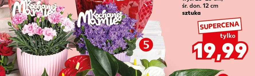 Goździk lub Dzwonek z pikiem w osłonce promocja w Kaufland