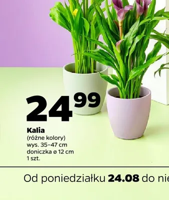 Kalia promocja w Netto