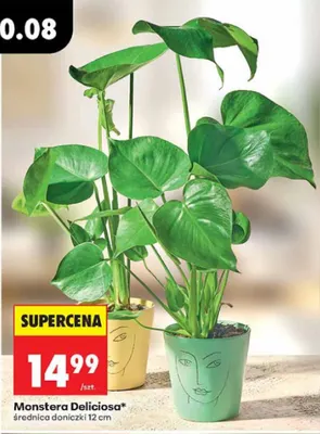 Monstera Deliciosa promocja w Biedronka