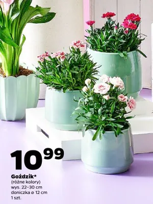 Goździk wys. 22-30cm doniczka ø 12cm promocja w Netto