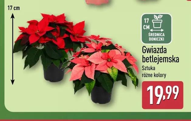 Gwiazda betlejemska promocja w Aldi