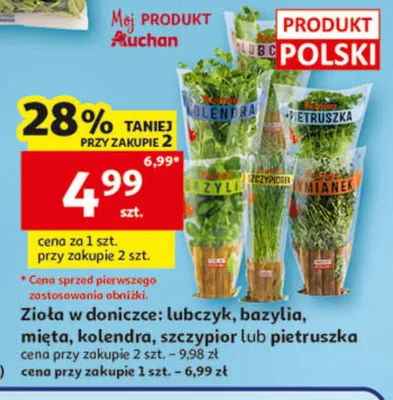 Zioła w doniczce kolendra promocja w Auchan
