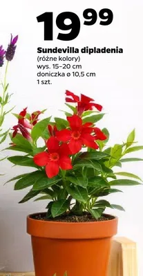 Sundevilla dipladenia (różne kolory) promocja w Netto