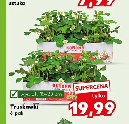 Truskawki 6-pak promocja w Kaufland