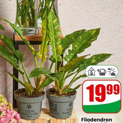 Filodendron ring of fire doniczka 12 cm promocja w Dino