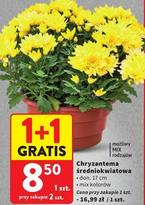 Chryzantema średniokwiatowa Intermarche promocja w Intermarche