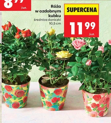 Róża w ozdobnym kubku średnica doniczki 10,5 cm promocja w Biedronka