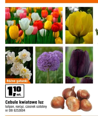 Cebule kwiatowe narcyz luz promocja w OBI