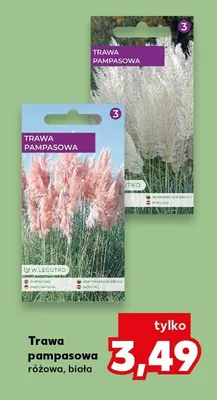 Trawa pampasowa różowa, biała promocja w Kaufland