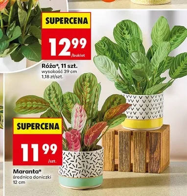 Maranta promocja w Biedronka