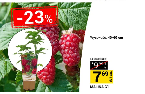 Malina C1 wysokość: 40-60cm promocja w Merkury Market