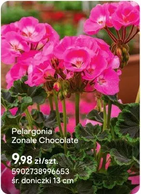 Pelargonia Zonale Chocolate promocja w Castorama