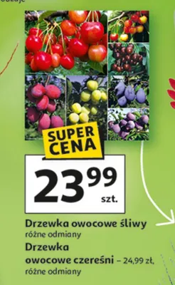 Drzewka owocowe czereśni promocja w Auchan