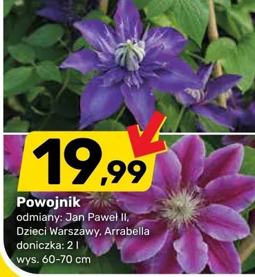 Powojnik odmiana Dzieci Warszawy doniczka 2l wys. 60-70cm promocja w Bricomarche