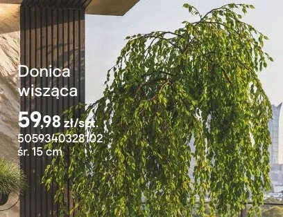 Donica wisząca promocja w Castorama