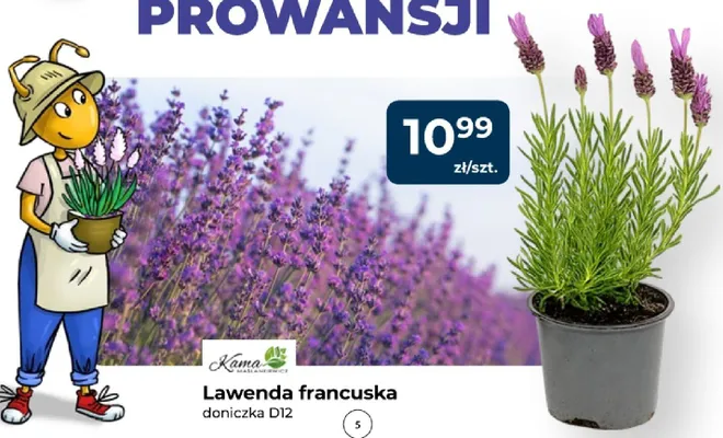Lawenda francuska Kama doniczka D12 promocja w PSB Mrówka