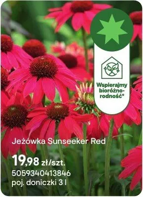 Jeżówka Sunseeker Red promocja w Castorama