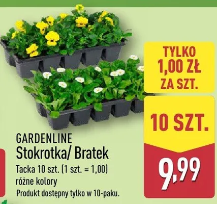 Stokrotka/Bratek Taczka szt. (1 szt. = 1,00) różne kolory. Produkt dostępny tylko w 10-pak. promocja w Aldi