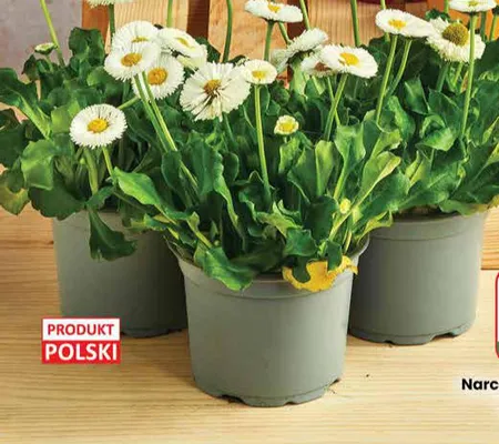 Gazetka 12 / 2026, strona 55 promocja w Dino