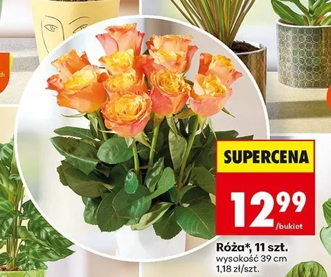 Róża promocja w Biedronka