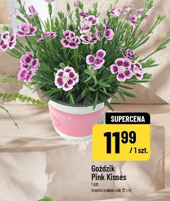 Goździk Pink Kisses promocja w POLOmarket