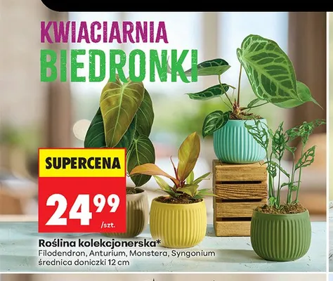 Roślina kolekcjonerska Monstera promocja w Biedronka