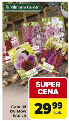 Cebulki kwiatów letnich promocja w Carrefour