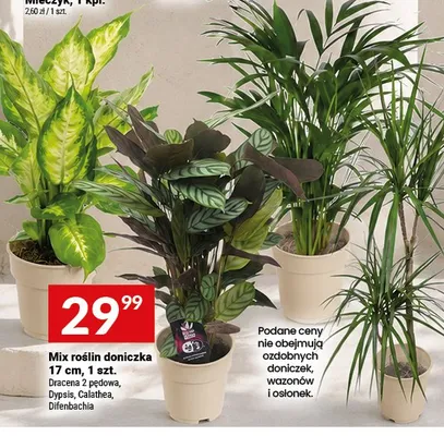 Mix roślin doniczka Dracena 2 pędowa promocja w Twój Market
