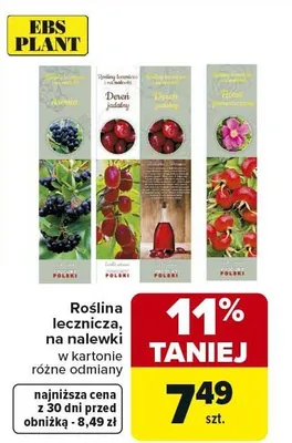 Roślina lecznicza na nalewki różne odmiany promocja w Carrefour