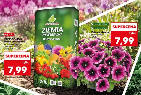 Petunia wisząca różne kolory i sztuki promocja w Kaufland