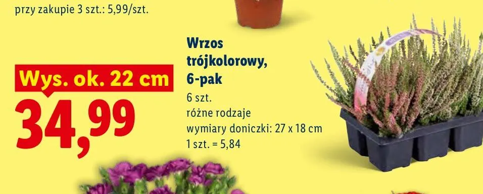Wrzos trójkolorowy 6-pak promocja w Lidl