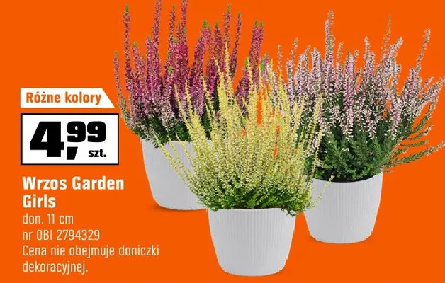 Wrzos Garden Girls promocja w OBI
