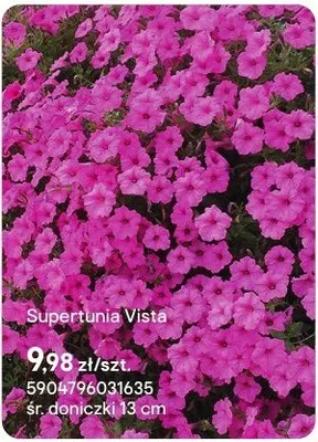 Supertunia Vista promocja w Castorama
