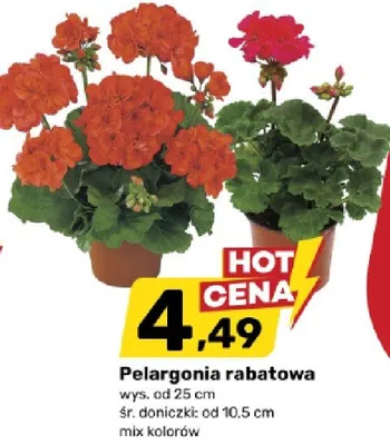 Pelargonia rabatowa promocja w Bricomarche