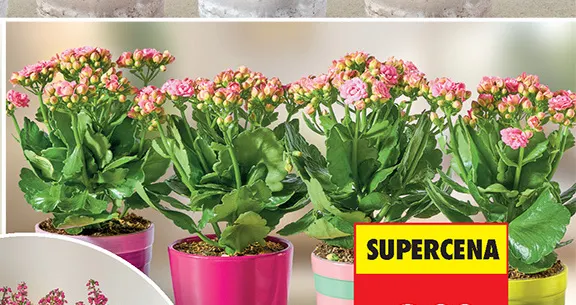 Kalanchoe Queen promocja w Biedronka