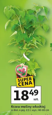 Krzew maliny włoskiej promocja w Auchan