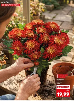 Chryzantema wielkokwiatowa wys. ok. 40-45cm śr. don. 23cm promocja w Kaufland