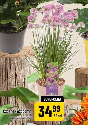 Czosnek ozdobny promocja w POLOmarket