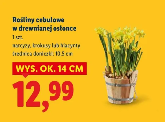 Rośliny cebulowe w drewnianej osłonce promocja w Lidl
