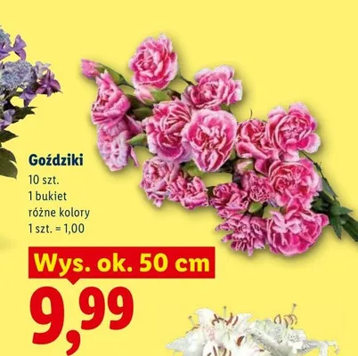 Goździki bukiet 10-pak promocja w Lidl