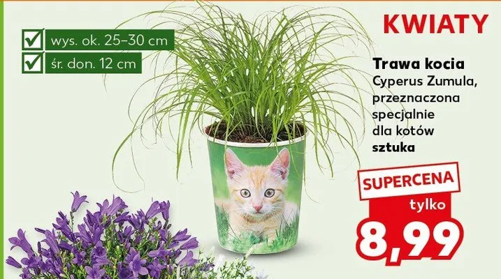 Trawa kocia Cyperus Zumula, przeznaczona specjalnie dla kotów sztuka promocja w Kaufland