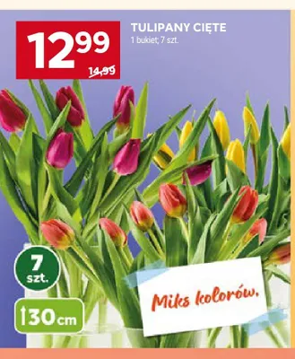 Tulipany cięte 30cm promocja w Stokrotka